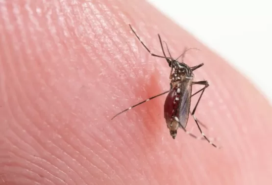 Aedes aegypti se adapta e passa a se reproduzir em água suja também