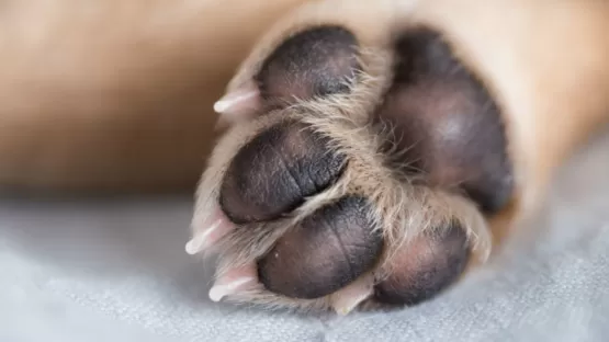 Homem é conduzido à delegacia acusado de matar cachorro a pauladas, em Medeiros Neto