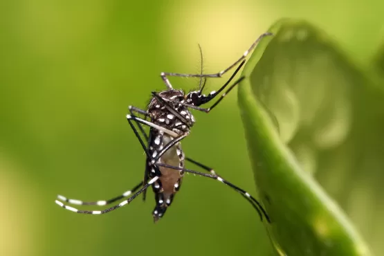 Sul do estado confirma casos de zika e chikungunya e alerta para risco de surto