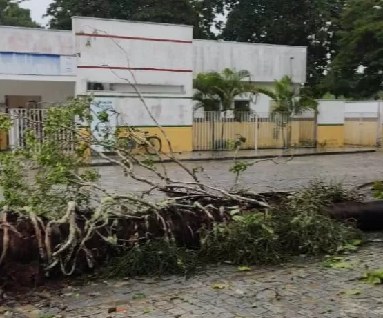 Palmeira de 23 metros cai durante temporal e quase provoca acidente em Juerana