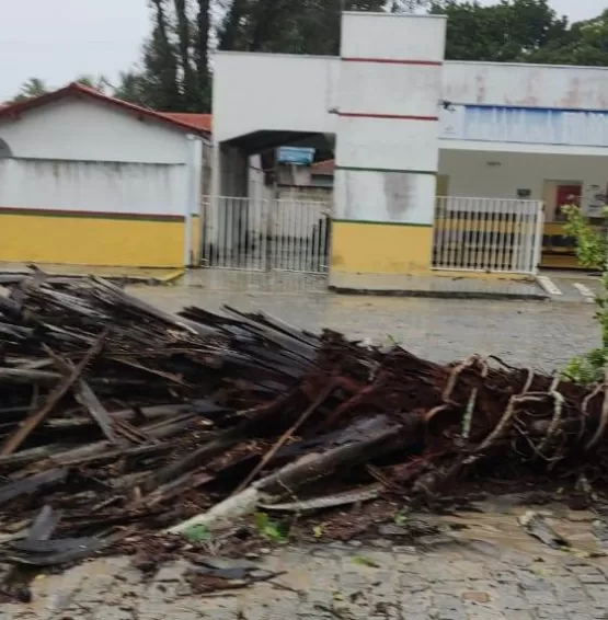 Palmeira de 23 metros cai durante temporal e quase provoca acidente em Juerana