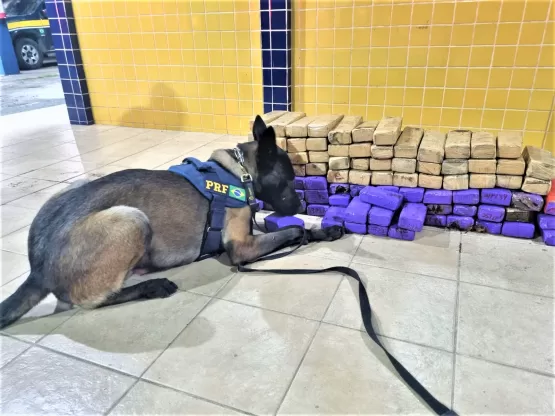 Mulheres são presas transportando quase 70Kg de maconha dentro de ônibus, na Bahia