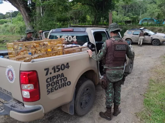 Ação da CIPPA/PS resulta na apreensão de 73 aves silvestres, um animal abatido, armamentos e munições na zona rural do município de Ilhéus