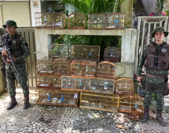 Ação da CIPPA/PS resulta na apreensão de 73 aves silvestres, um animal abatido, armamentos e munições na zona rural do município de Ilhéus