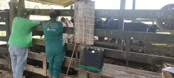 Programa inédito de melhoramento genético bovino é iniciado em Teixeira de Freitas; saiba como participar