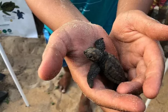 Soltura de filhotes tartaruga na Barra, atraiu diversas pessoas na Praia do Grauça