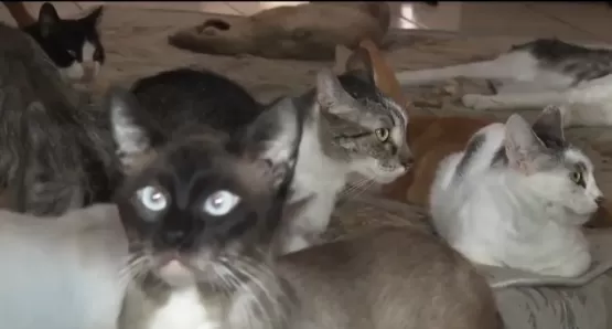 Gatos são encontrados mortos em abrigo na cidade de Teixeira de Freitas,  polícia investiga envenenamento