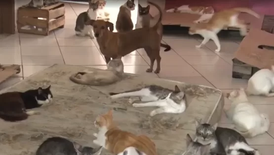Gatos são encontrados mortos em abrigo na cidade de Teixeira de Freitas,  polícia investiga envenenamento