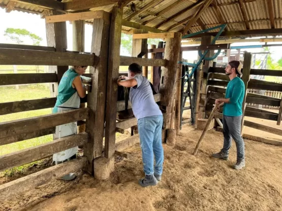 Produtores rurais celebram conclusão do primeiro ciclo de melhoramento genético bovino em Teixeira de Freitas