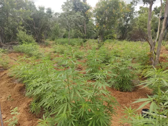 Plantação com mais de 15 mil pés de maconha é erradicada na Bahia