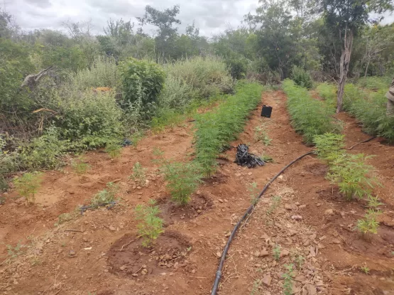 Plantação com mais de 15 mil pés de maconha é erradicada na Bahia