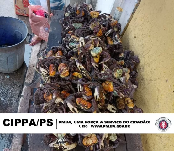 CIPPA/PS apreende 71 unidades de Caranguejo Uçá e 91 unidades de Guaiamum, em ações de fiscalização no município de Ilhéus
