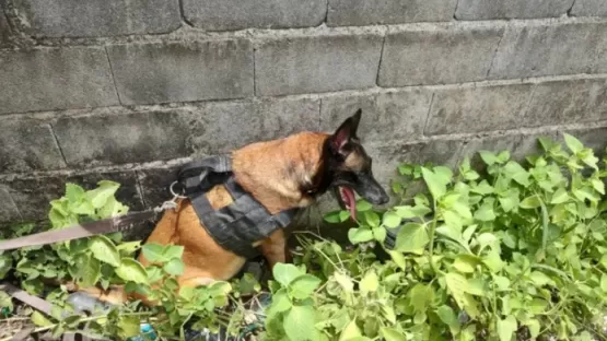 Trio é preso e drogas são apreendes com ajuda de cão policial em Porto Seguro