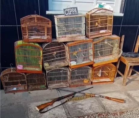 Policiais da CIPPA resgatam 11 pássaros e apreendem duas armas de fogo no município de Itororó.