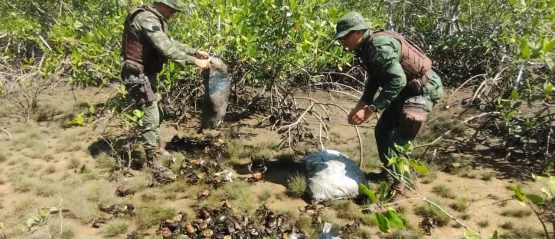 Policiais militares da CIPPA/PS e fiscais do INEMA resgatam 610 Caranguejos Uçá capturados irregularmente no período do defeso