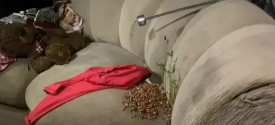 Crianças são resgatadas sozinhas em casa suja, até com feijões brotados no sofá