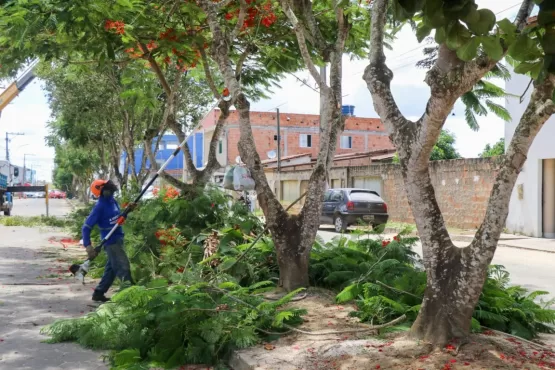 Prefeitura realiza supressão de árvores em avenida de Teixeira de Freitas