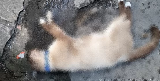 Crueldade- Vídeos mostram homem arremessando gato até a morte na cidad do Prado 