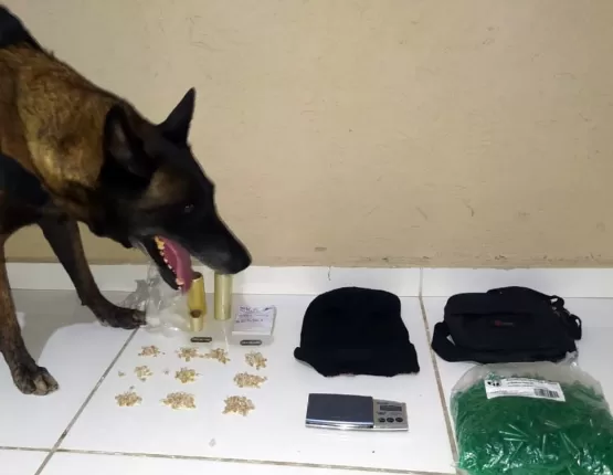 Cadela do 8° BPM descobre ponto de armazenamento de drogas, em Porto Seguro