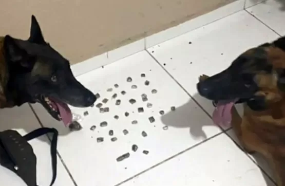 CÃES POLICIAIS DO 8° BPM ATUAM EM NOVA APREENSÃO DE DROGAS, EM PORTO SEGURO