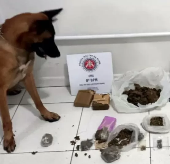 Em apoio ao GAECO, Pelotão de Operações com cães do 8° BPM auxilia na apreensão de drogas em Porto Seguro