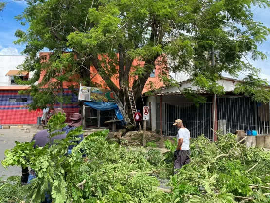 Árvore com risco de queda iminente é cortada no Centro de Medeiros Neto