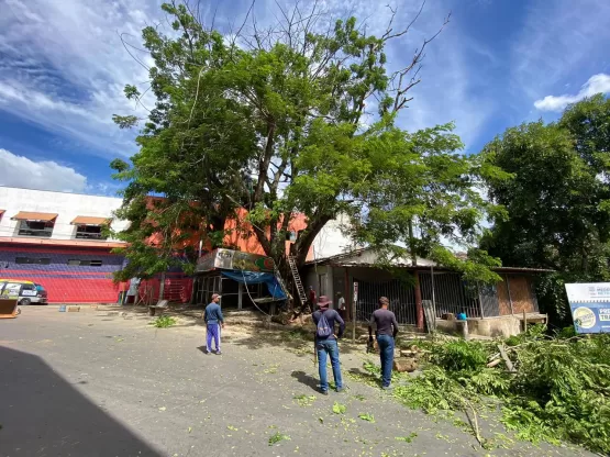 Árvore com risco de queda iminente é cortada no Centro de Medeiros Neto