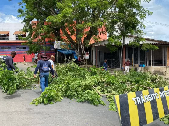 Árvore com risco de queda iminente é cortada no Centro de Medeiros Neto