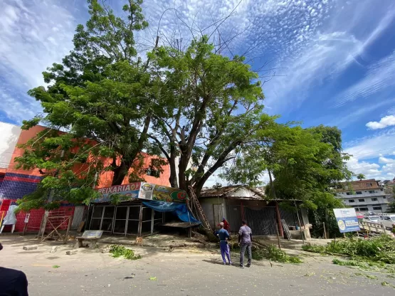 Árvore com risco de queda iminente é cortada no Centro de Medeiros Neto