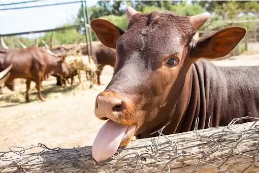 Brasil confirma caso de 