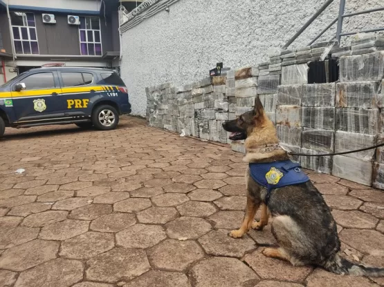 PRF faz a maior apreensão única de cocaína da sua história: 1.860 Kg