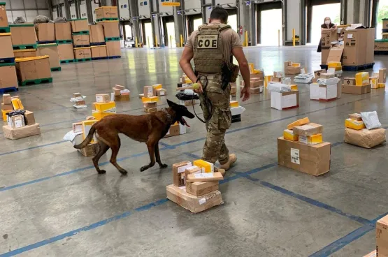 Entorpecentes avaliados em R$ 1 milhão são apreendidos em operação