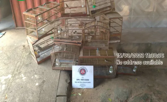 PMs da CIPPA/PS resgatam 149 aves silvestres em situações de cativeiro ilegal e maus tratos no interior de Itanhém