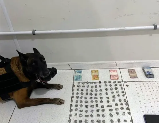 Cão do 8° BPM auxilia policiais militares durante ocorrência de apreensão de drogas, em Porto Seguro