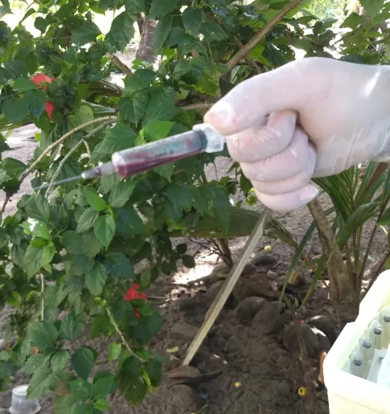 Nova Viçosa realiza Sorologia pra Influenza Aviária na comunidade de Barra Velha