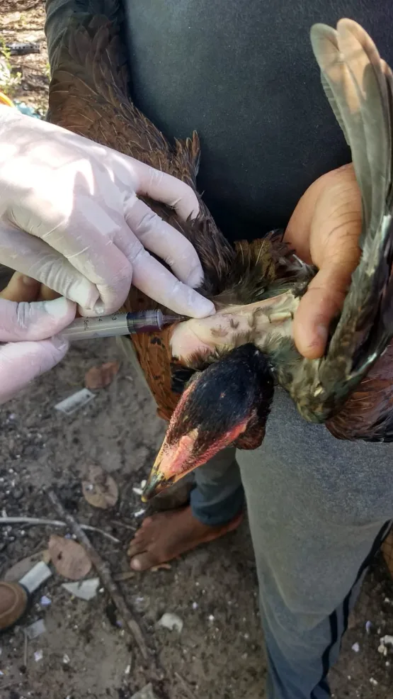 Nova Viçosa realiza Sorologia pra Influenza Aviária na comunidade de Barra Velha