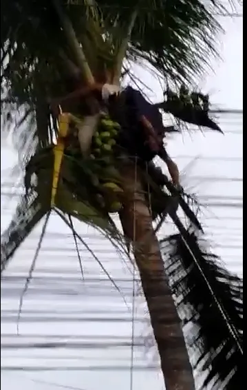 Vídeo mostra homem despencando de um coqueiro  após levar choque elétrico em Porto Seguro