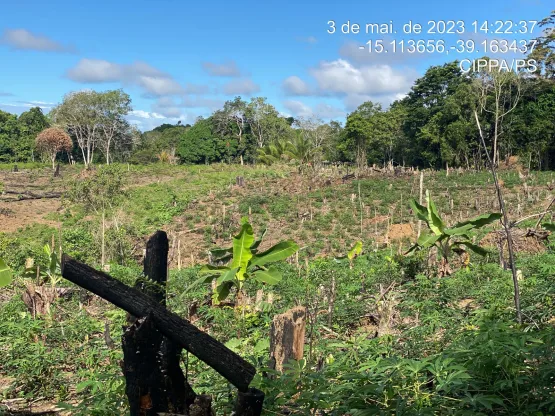 CIPPA/PS notifica proprietário rural por desmatar 4.000 m² de vegetação da Mata Atlântica na reserva biológica de Una