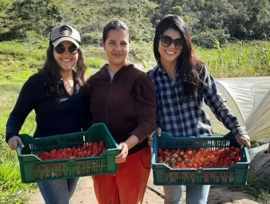 Cientistas baianas descobrem que abelhas sem ferrão podem melhorar produção de morango