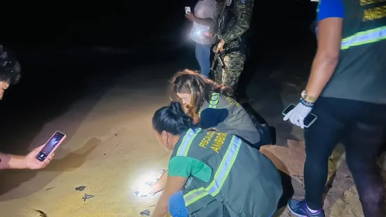 Militares da CIPPA/PS e fiscais da SEMMA de Porto Seguro resgatam filhotes de tartaruga na BR-367