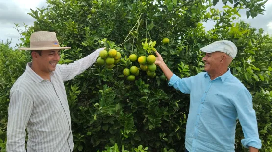 Ibirapuã começa a se destacar no cenário nacional como grande produtor de frutas cítricas