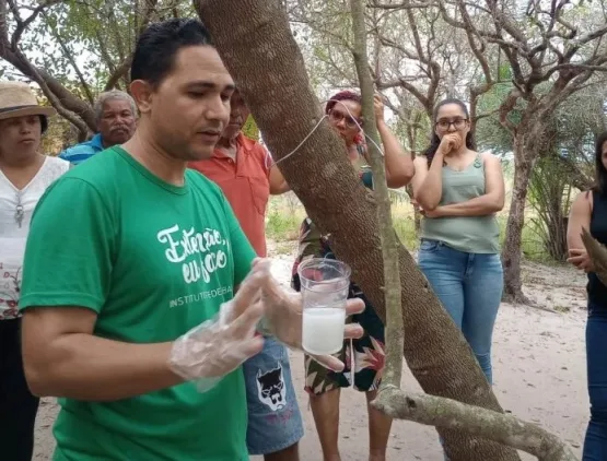 Pesquisador usa látex da mangabeira para desenvolver creme cicatrizante