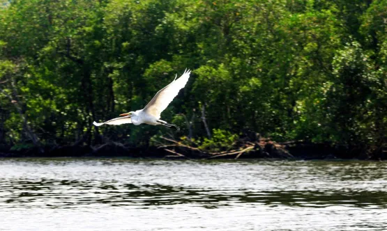 Gripe aviária: Espírito Santo proíbe turistas em ilhas de Vitória