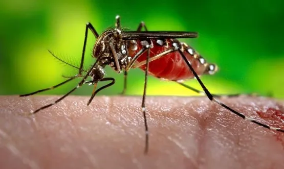 Dengue hemorrágica causa primeira morte em Alagoinhas e eleva para cinco o número de óbitos na Bahia em 2023