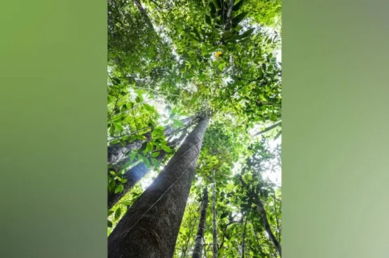 Sul da Bahia é destaque na conservação das florestas do estado