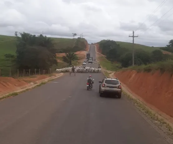 Vídeos - Animais na pista provocam acidente na BA-284 entre Itamaraju e Jucuruçu. Vários animais morreram