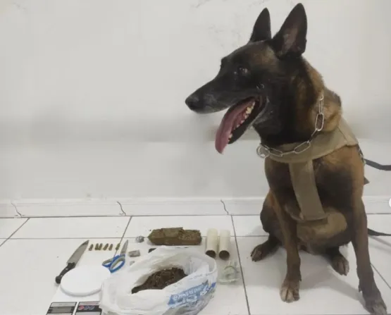 8° BPM apreende nova quantidade de drogas com ajuda da a K9 Kira, em Porto Seguro