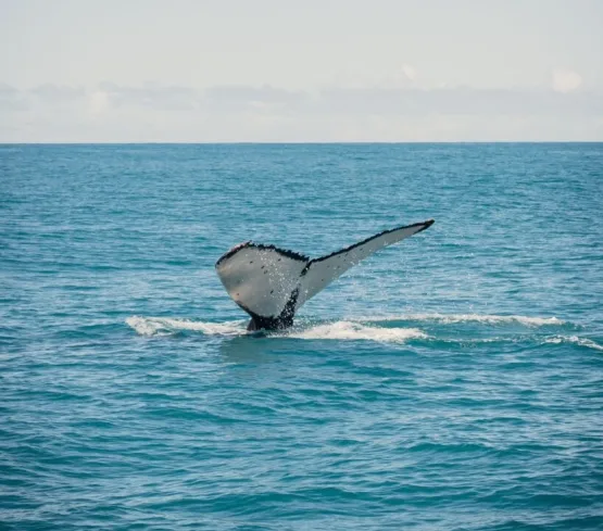  Observação de baleias jubartes contribui para aquecer o turismo na cidade do Prado
