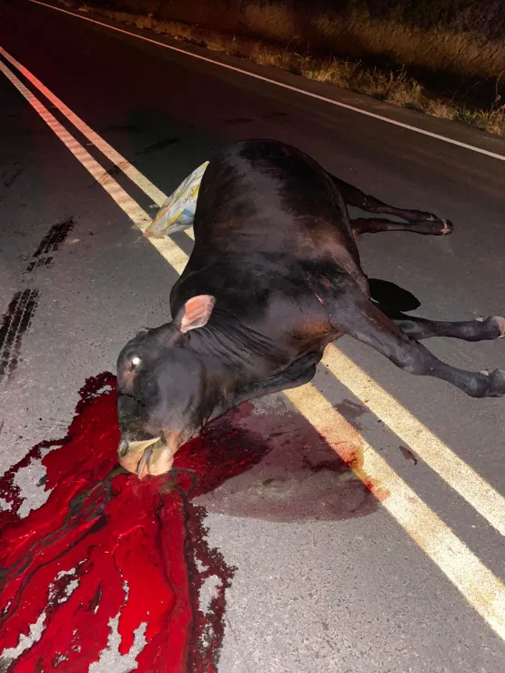 Animal solto na pista provoca acidente e deixa 4 feridos na BA-290 entre Itanhém e Batinga