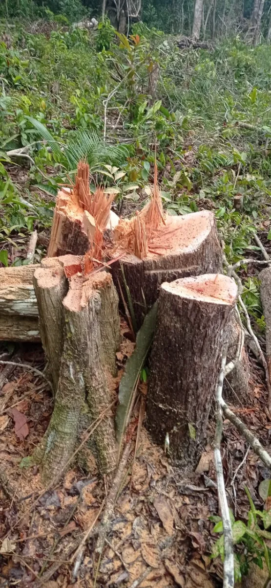 Policiais militares da CIPPA/PS notificam condomínio em Arraial D’Ajuda por cometimento de Crime Ambiental